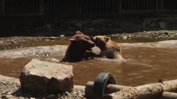 Les ours bruns jouent dans la réserve 