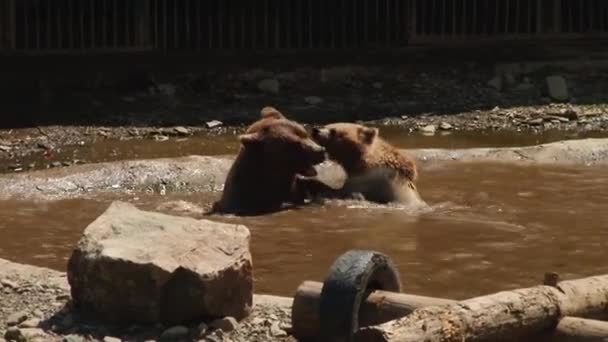 Ursos castanhos jogam na reserva — Vídeo de Stock