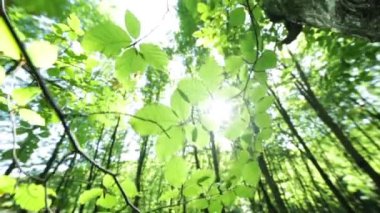 Panorama orman. Ağaçlar güzel yeşil yaprakları ile.