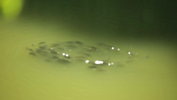 Una bandada de peces asomándose fuera del agua . — Vídeos de Stock