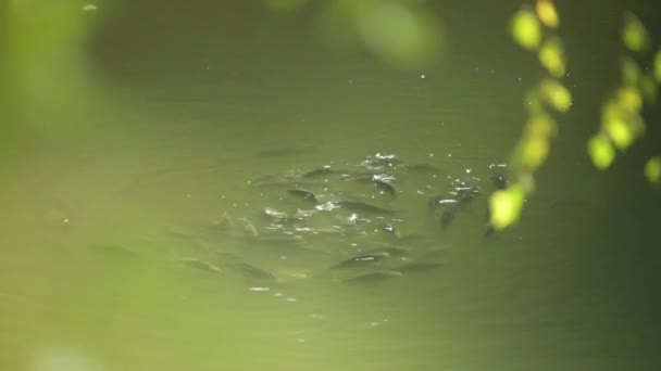 Una bandada de peces asomándose fuera del agua . — Vídeos de Stock