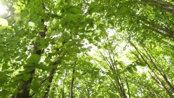 Panorama bos. Bomen met prachtige groene bladeren. — Stockvideo