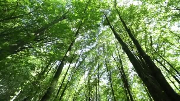 Panorama forest. Trees with beautiful green leaves. — Stock Video