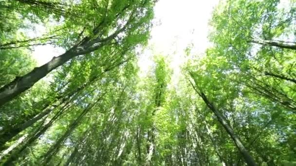 Πανόραμα δάσος. Δέντρα με όμορφα πράσινα φύλλα. — Αρχείο Βίντεο