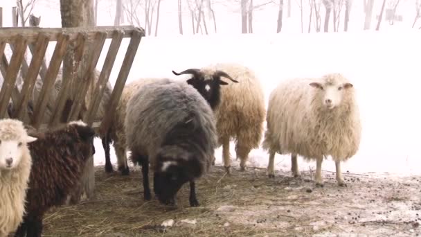 Ovelhas exuberantes e bonitas pastam. Exploração agrícola . — Vídeo de Stock