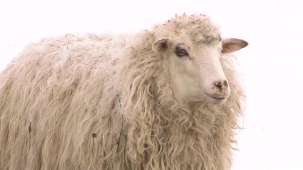 Пишна і красива вівця. Сільськогосподарська ферма . — стокове відео