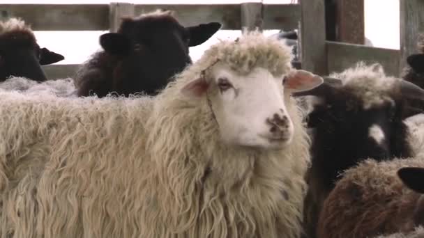 Ovelhas exuberantes e bonitas pastam. Exploração agrícola . — Vídeo de Stock