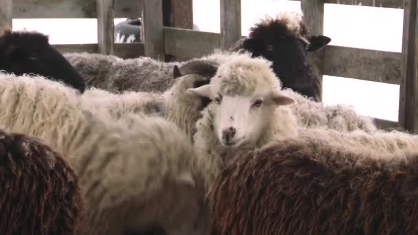 Saftige und schöne Schafe grasen. landwirtschaftlicher Betrieb. — Stockvideo