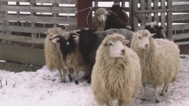 Пышные и красивые овцы пасутся. Сельскохозяйственное хозяйство . — стоковое видео