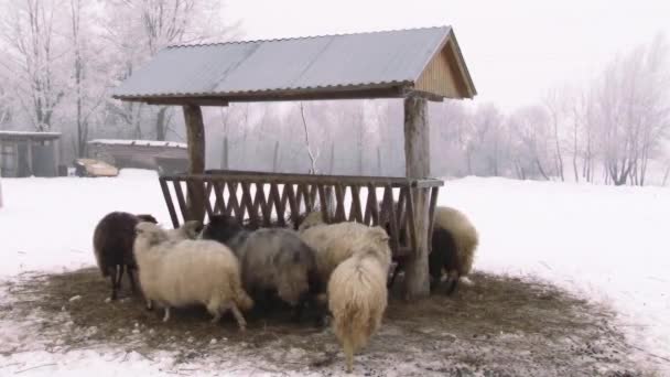 郁郁葱葱的和美丽的羊吃草。农业农场. — 图库视频影像