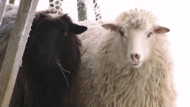 Las ovejas exuberantes y hermosas pastan. Granja agrícola . — Vídeos de Stock