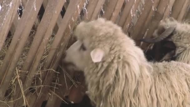 Weelderige en prachtige schapen grazen. Agrarische boerderij. — Stockvideo