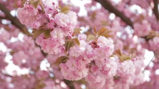 Japán Sakura virágzó fa.
