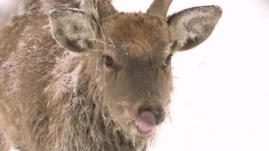 Geyik karla kaplı toprakları üzerinde yürüme
