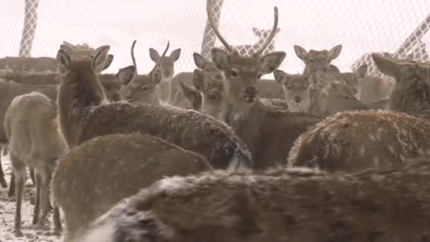 Herten lopen op sneeuw bedekte grondgebied — Stockvideo