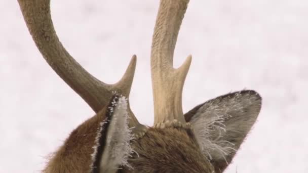 Chodí jeleni sněhem pokryté území — Stock video