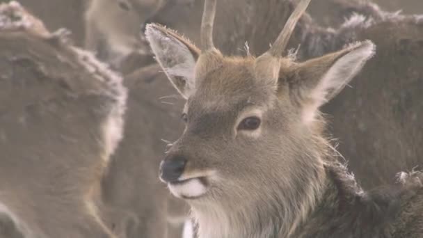 Прогулянкові олені на закритій снігом території — стокове відео