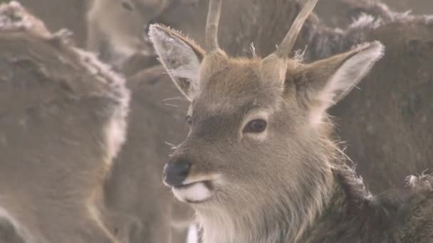 Ciervos caminantes en territorio cubierto de nieve — Vídeo de stock