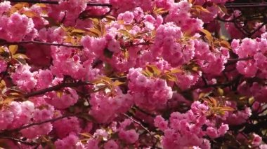 Japon Sakura çiçek açan ağaç.