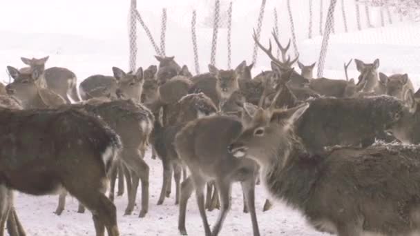 Ciervos caminantes en territorio cubierto de nieve — Vídeos de Stock