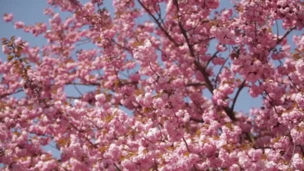 Sakura japonés árbol floreciente . — Vídeo de stock