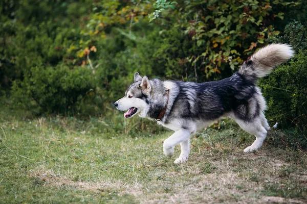 Husky cão correndo ao ar livre . — Fotografia de Stock