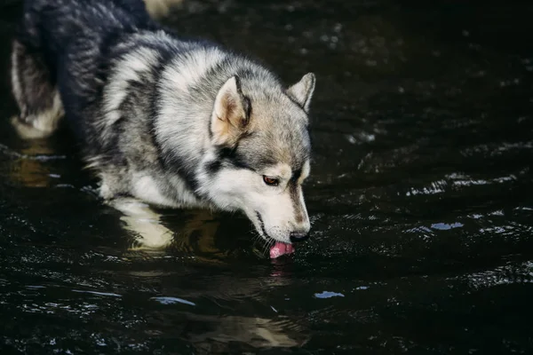 Husky dog running outdoors. — Stock Photo, Image