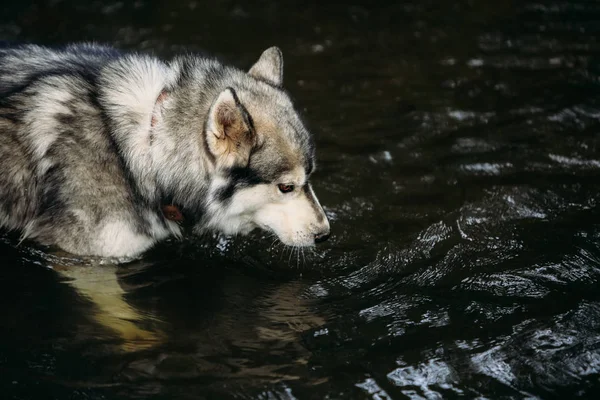 Husky cão correndo ao ar livre . — Fotografia de Stock