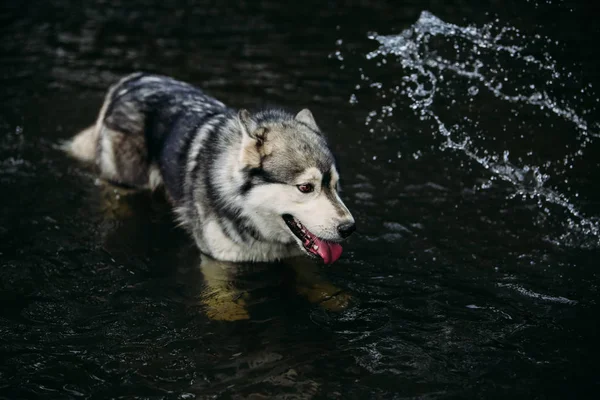 Husky perro corriendo al aire libre . —  Fotos de Stock