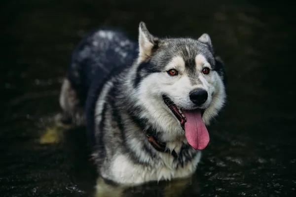 Husky hunden kör utomhus. — Stockfoto