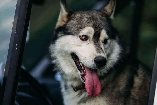 Husky cão correndo ao ar livre . — Fotografia de Stock