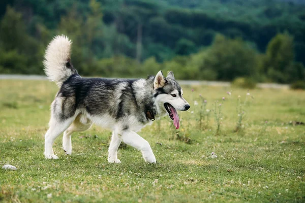 Açık havada çalışan husky köpek. — Stok fotoğraf