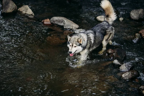 Husky dog running outdoors. — Stock Photo, Image