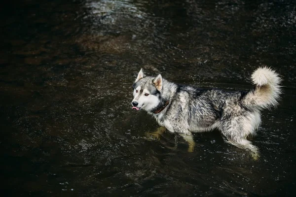 Husky hunden kör utomhus. — Stockfoto