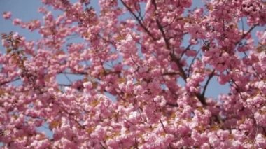 Japon Sakura çiçek açan ağaç. Pembe yemyeşil yaprakları ve sapları.