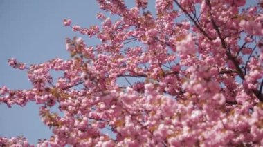 Japon Sakura çiçek açan ağaç. Pembe yemyeşil yaprakları ve sapları.