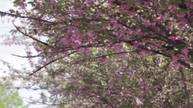 Japon Sakura çiçek açan ağaç. Pembe yemyeşil yaprakları ve sapları.