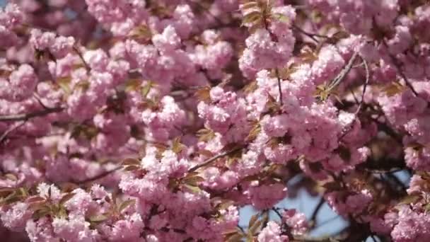 Sakura japonés floreciendo árbol. Rosa hojas y tallos exuberantes . — Vídeo de stock