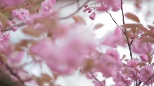 Sakura japonés floreciendo árbol. Rosa hojas y tallos exuberantes . — Vídeos de Stock