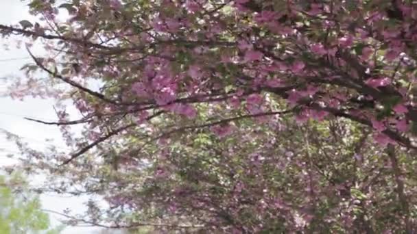 Sakura japonais arbre en fleurs. Feuilles et tiges roses luxuriantes . — Video