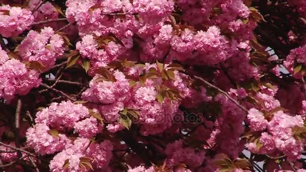 Японська сакура квітучих дерев. Рожевий пишною листя і стебла. — стокове відео