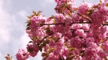 Japon Sakura çiçek açan ağaç. Pembe yemyeşil yaprakları ve sapları.