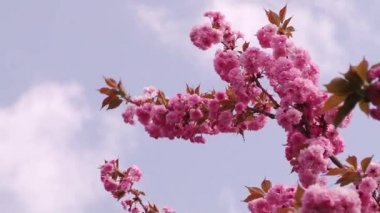 Japon Sakura çiçek açan ağaç. Pembe yemyeşil yaprakları ve sapları.