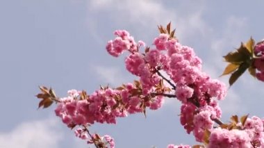 Japon Sakura çiçek açan ağaç. Pembe yemyeşil yaprakları ve sapları.