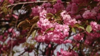 Japon Sakura çiçek açan ağaç. Pembe yemyeşil yaprakları ve sapları.
