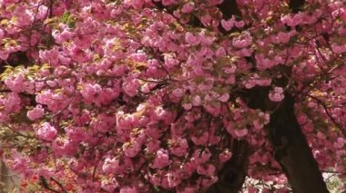 Japon Sakura çiçek açan ağaç. Pembe yemyeşil yaprakları ve sapları.