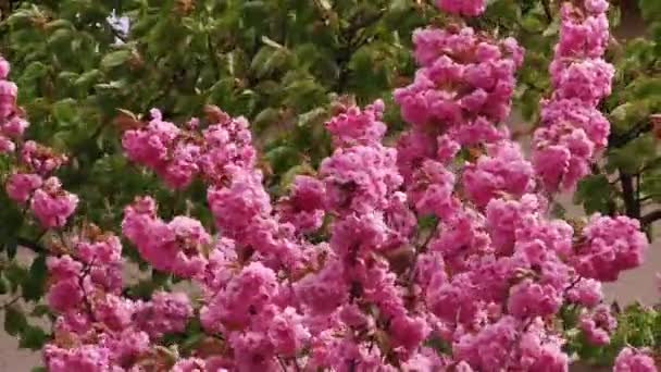 Japanse Sakura bloeiende boom. Roze weelderige bladeren en stengels. — Stockvideo