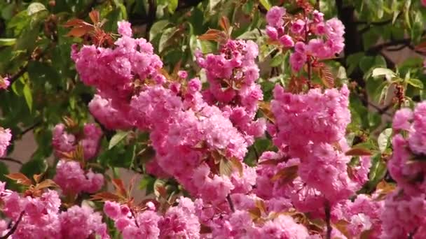 Japanse Sakura bloeiende boom. Roze weelderige bladeren en stengels. — Stockvideo