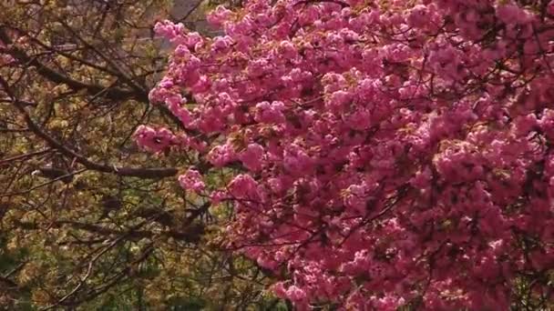 Japon Sakura çiçek açan ağaç. Pembe yemyeşil yaprakları ve sapları. — Stok video