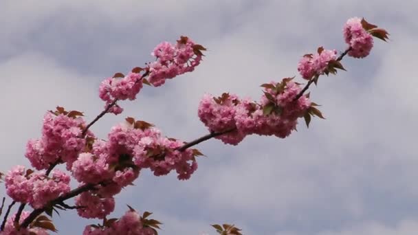 Japonês Sakura árvore florescente. Folhas e caules exuberantes rosa . — Vídeo de Stock